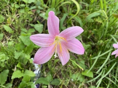 Zephyranthes carinata