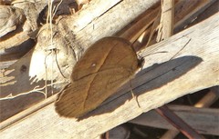 Brakefieldia perspicua perspicua