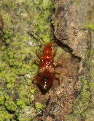 Anthocoridae