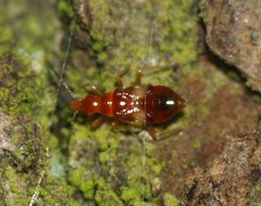 Anthocoridae