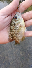 Lepomis peltastes