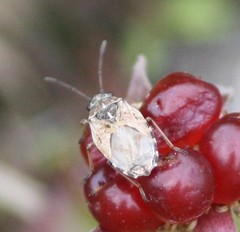 Nithecus jacobaeae