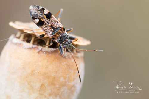 coastal groundbug, photo 4 of 8
