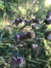 Cirsium arvense