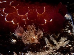 Pteroidichthys amboinensis