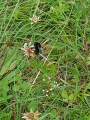 Bombus hypnorum