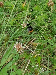 Bombus hypnorum