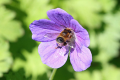 Megachile willughbiella