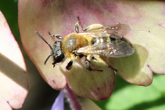 Andrena bicolor