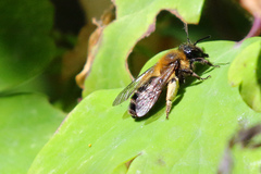 Andrena bicolor