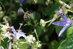 Andrena bicolor