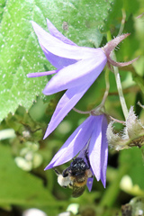 Andrena bicolor