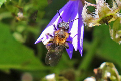 Andrena bicolor