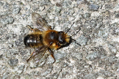 Megachile willughbiella