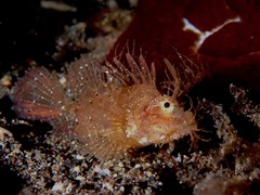 Pteroidichthys amboinensis