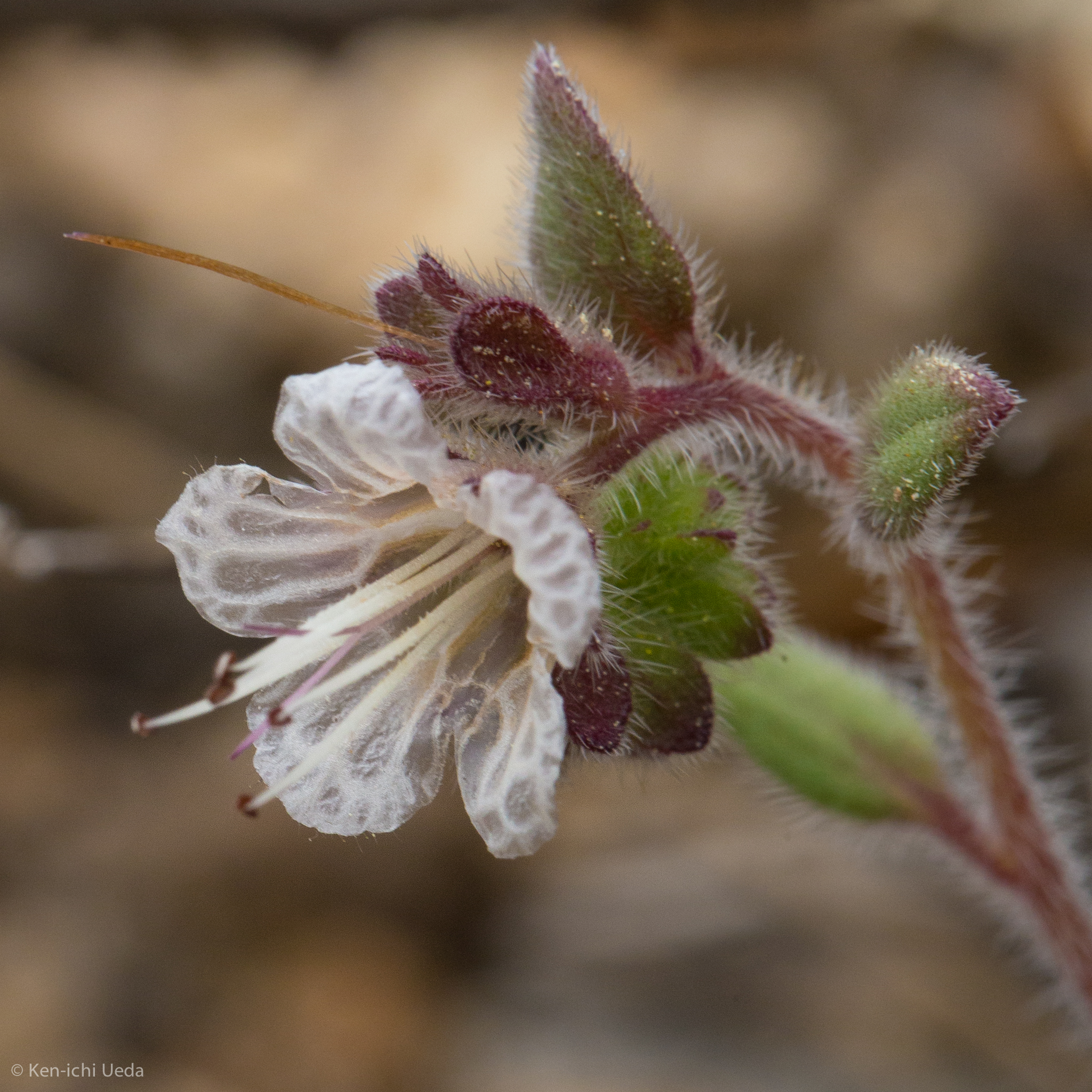 Phacelia grisea