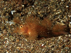 Pteroidichthys amboinensis