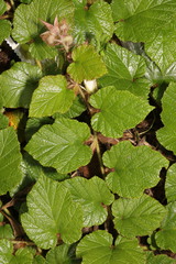 Rubus tricolor
