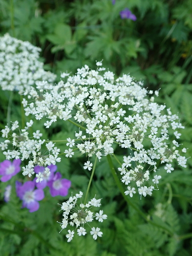 Image of Chaerophyllum villarsii by no rights reserved