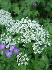 Chaerophyllum villarsii