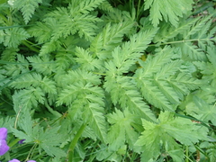 Chaerophyllum villarsii