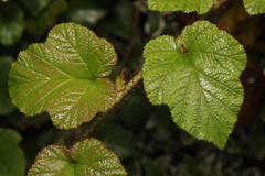 Rubus tricolor