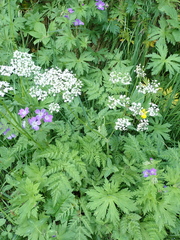 Chaerophyllum villarsii