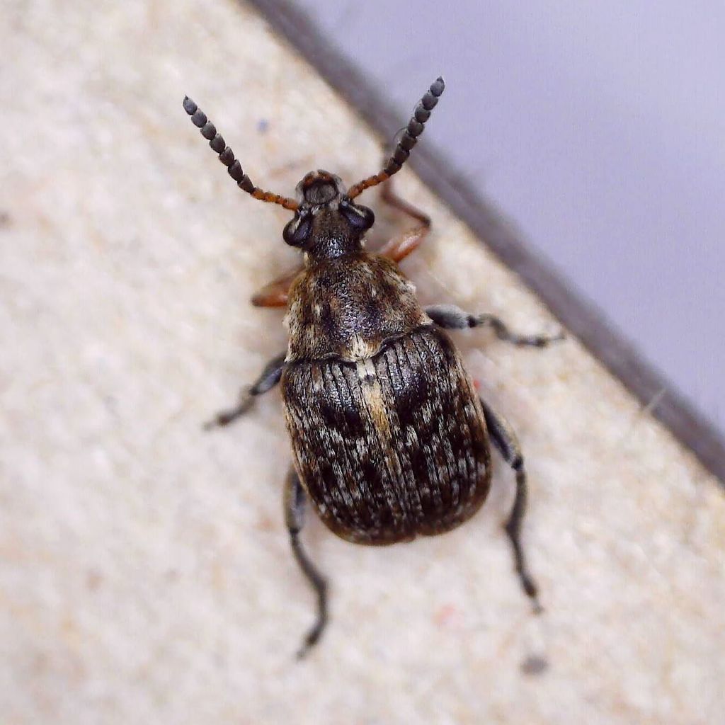 Bean Seed Beetle