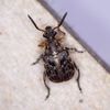 Broadbean Weevil - Photo (c) Barry Walter, some rights reserved (CC BY), uploaded by Barry Walter