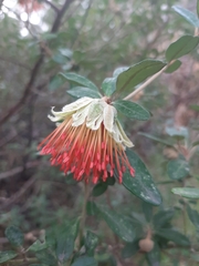 Diplolaena dampieri