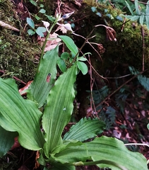 Collabieae