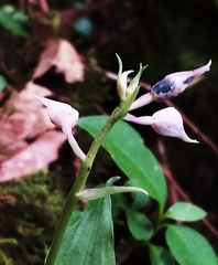 Collabieae