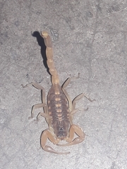 Centruroides vittatus