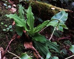 Collabieae