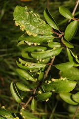Eriophyes similis