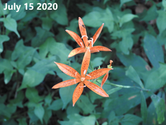 Lilium distichum
