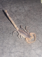 Centruroides vittatus