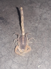Centruroides vittatus