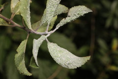 Chaitophorus capreae