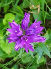 Campanula glomerata glomerata