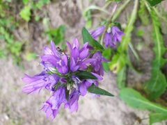 Campanula glomerata glomerata
