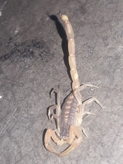 Centruroides vittatus