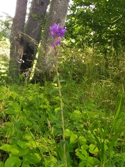 Campanula glomerata glomerata