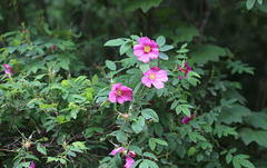 Rosa davurica