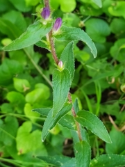 Campanula glomerata glomerata