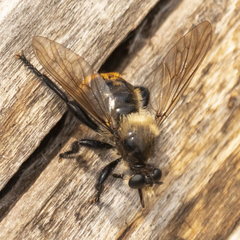 Laphria janus