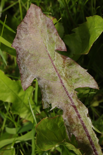 Podosphaera erigerontis-canadensis