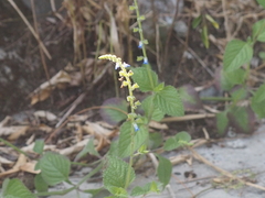 Salvia misella
