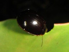 Paropsisterna rufipes