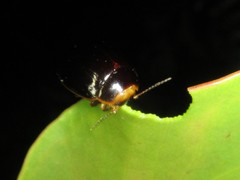 Paropsisterna rufipes